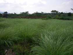 Plantation